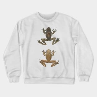 Cuban Tree Frog Vintage Antique Scientific Drawing Crewneck Sweatshirt